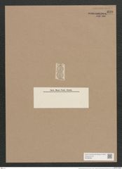 Navicula prominula A.Schm. (de-Toni-Nr.: Genus 1, Species 276) Zeichnungen Sammlung Grunow Nr. 629 (NHMW-BOT-W0366993)